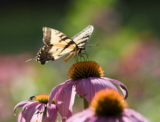 Eastern Tiger Swallowtail Butterfly: An Eastern Tiger Swallotail butterfly on a colorful pink and gold Coneflower