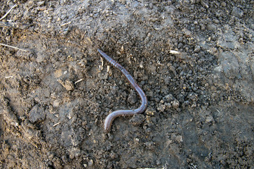 earthworm