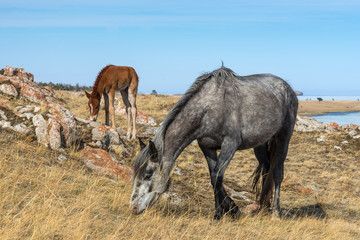 Naklejka na ściany i meble Horse and foal eating grass on the yellow field