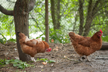 hens in farm