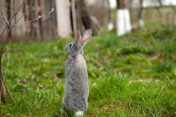 little rabbit