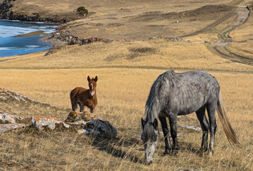Horse and foal eating grass