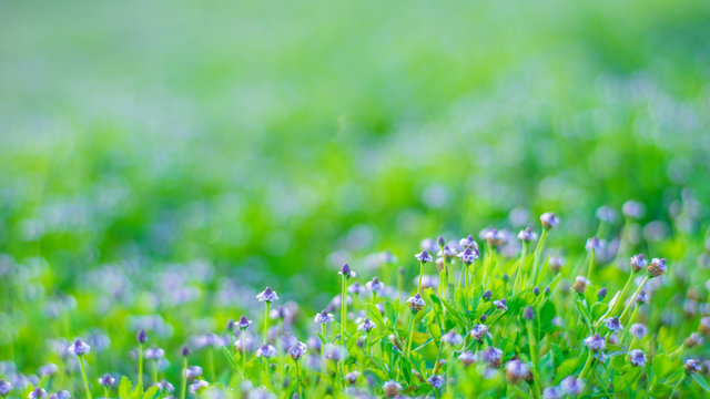 Fototapeta Sea of little Purple Flowers over Slope