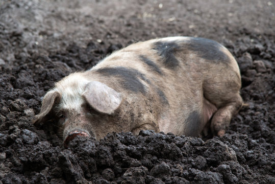 Bentheimer Schwein im Schlamm