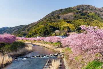 Fototapeta na wymiar Sakura and river