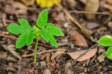 Young plant in the morning light