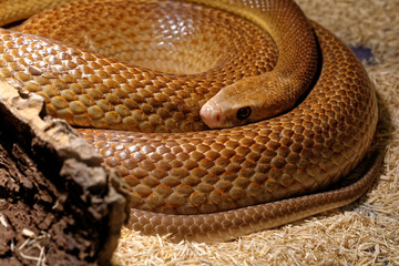 Snake in the terrarium - Coastal taipan 
