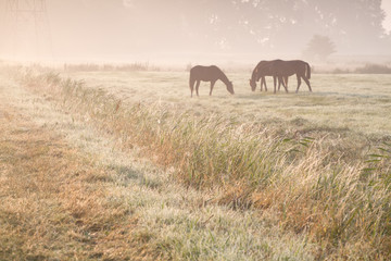 Fototapeta na wymiar horses grazing on morning pasture