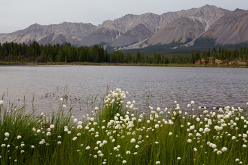 Fototapeta na wymiar Thickets of cotton grass on the shore of a mountain lake. Lake Darpir. Yakutia. Russia.