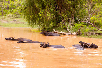 Water buffalo at Yala national park, Sri Lanka