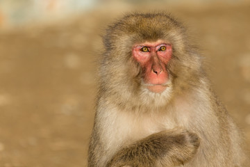 Wildness monkey