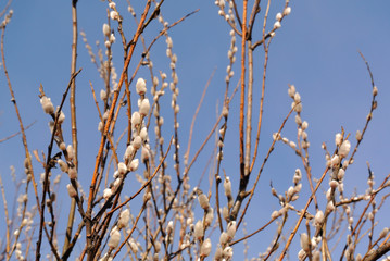 Spring flowering willow branches with buds on blur background