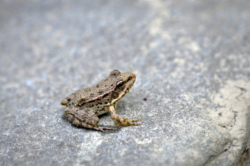 Macro shot of a brown frog resting on a stone/rock