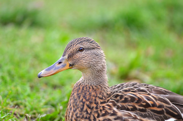 Portrait of a female duck on a green background
