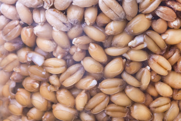 a lot of germinating grain under glass
