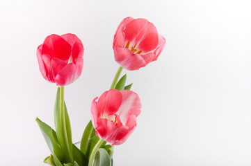 Three nice pink tulips on white