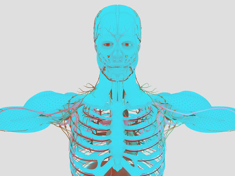 Human Anatomy Wire Frame Mesh Futuristic Scan Vivid Colors. Body Construction Sci Fi Interface. 