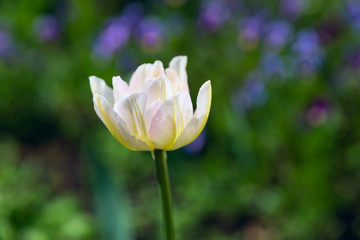 Obraz premium one white Tulip on background of green grass