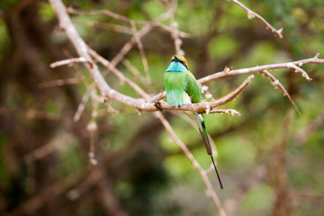 Green bee-eater 