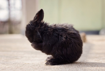 Little black bunny who cleaned with paws © milennet
