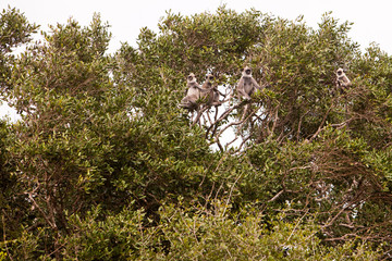 Grey Faced Langur Monkey in Sri Lanka