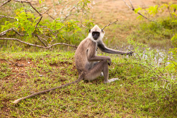 Grey Faced Langur Monkey in Sri Lanka