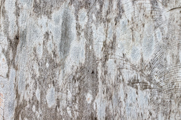 Obraz premium wood texture. background old panels