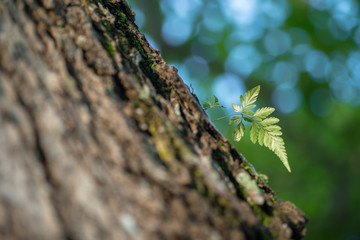 Parasite Fern on Tree Trunk