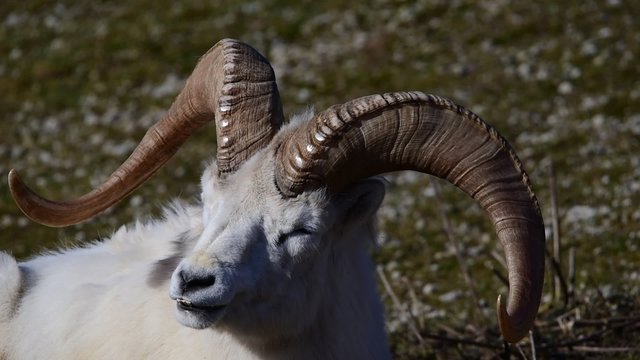 Dall sheep (Dall's sheep), Ovis dalli, is a species of sheep native to northwestern North America.
