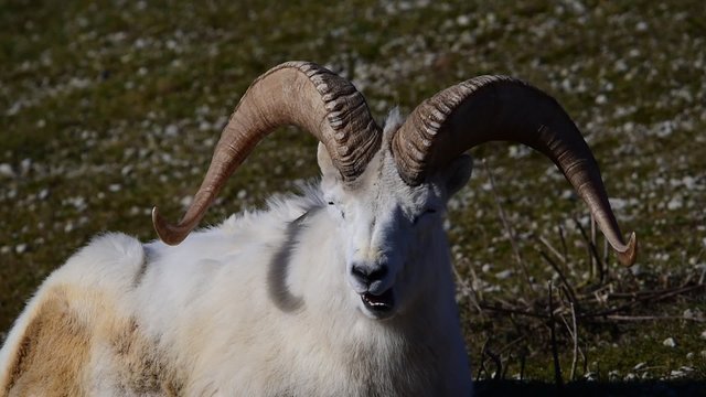 Dall sheep (Dall's sheep), Ovis dalli, is a species of sheep native to northwestern North America.
