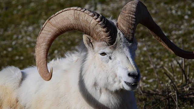 Dall sheep (Dall's sheep), Ovis dalli, is a species of sheep native to northwestern North America.
