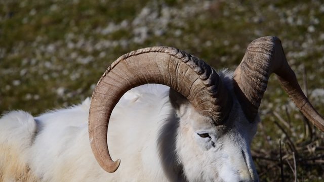 Dall sheep (Dall's sheep), Ovis dalli, is a species of sheep native to northwestern North America.
