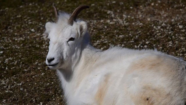 Dall sheep (Dall's sheep), Ovis dalli, is a species of sheep native to northwestern North America.
