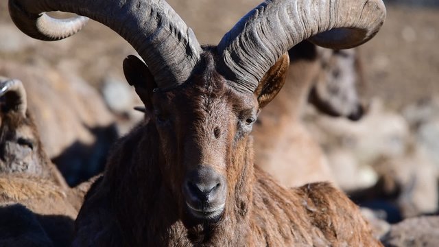 East Caucasian tur or Daghestan tur (Capra caucasica cylindricornis) is a mountain-dwelling caprine found only in the eastern half of the Greater Caucasus Mountains.
