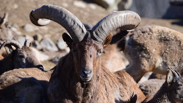 East Caucasian tur or Daghestan tur (Capra caucasica cylindricornis) is a mountain-dwelling caprine found only in the eastern half of the Greater Caucasus Mountains.
