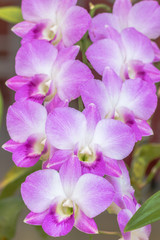 Naklejka na ściany i meble Purple orchids