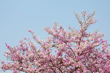 Lagerstroemia loudoni Teijsm.close up with blue sky