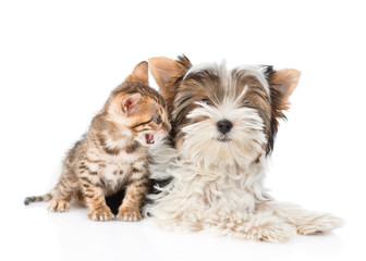 Small bengal cat and Biewer-Yorkshire terrier puppy lying togeth