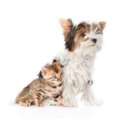 Biewer-Yorkshire terrier puppy and bengal kitten sitting togethe