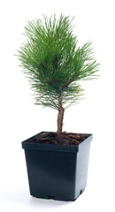 Pinus thunbergii Banshosho - obrazy, fototapety, plakaty