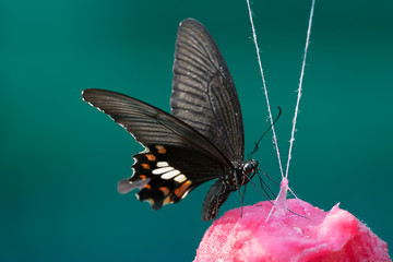 Fototapeta na wymiar Sweet water for feeding butterfly, Animal feed hanging on the tr