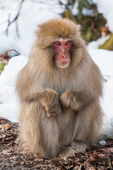 雪の中のおさるさん Snow and Japanese monkey