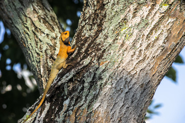 Brown Lizard Looking for Breakfast on Tree Trunk