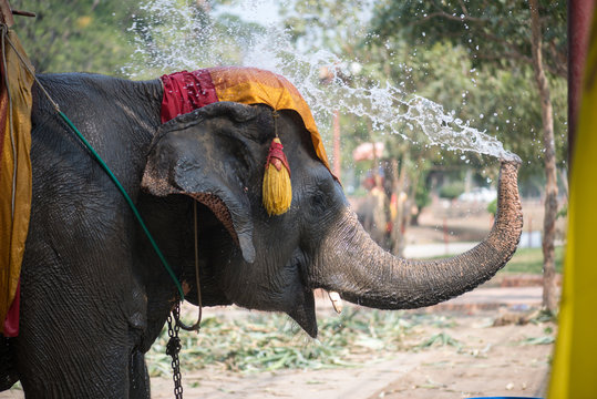 Fototapeta Thai elephant daily bath