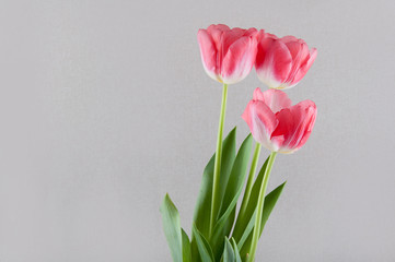 Three nice pink tulips on grey background