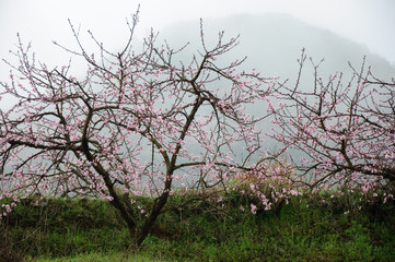 The beautiful blooming peach flowers in the fog
