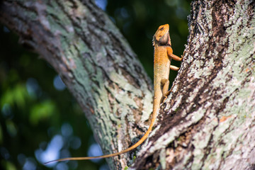Brown Lizard Warming up on Tree Trunk