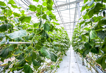 Cucumber green plants