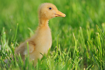 Little yellow duckling on the green grass