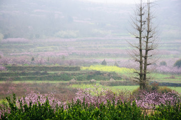 Naklejka premium The beautiful blooming peach flowers in the fog 